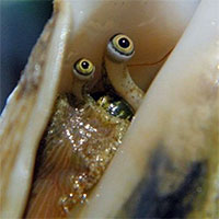 Đôi mắt của ốc xà cừ có 1 khả năng kỳ diệu, đến cả 