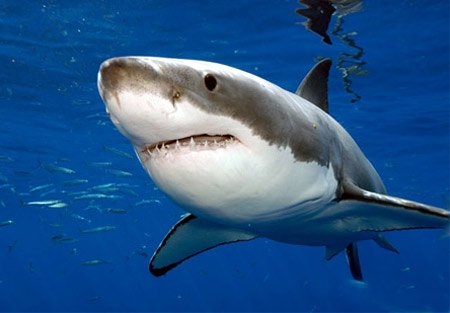 Đối mặt với cá mập trắng khổng lồ