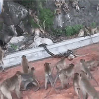Đồng loại bị trăn siết chặt, hàng chục con khỉ xông tới giải cứu