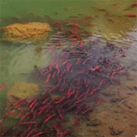 Dòng sông nhuốm đỏ bởi hàng chục triệu sinh vật di cư từ biển vào, đây là sinh vật gì?