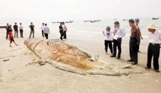 Động vật khổng lồ dạt bờ biển Trung Quốc