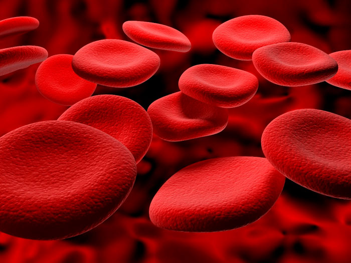 Đột phá y tế: nuôi cấy thành mạch máu