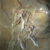 Dữ liệu hóa thạch tiết lộ nguồn gốc của lông chim