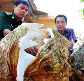 Đưa sò tượng quý hiếm vào bảo tàng thiên nhiên Việt Nam