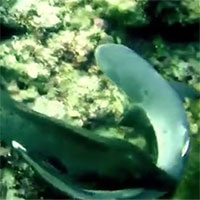 Đụng độ một trong những sát thủ đại dương, chú cá mập xui xẻo bị tóm gọn nhanh chóng