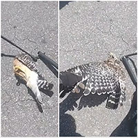 Đụng độ rắn racer, chim cắt bị siết cổ giữa đường