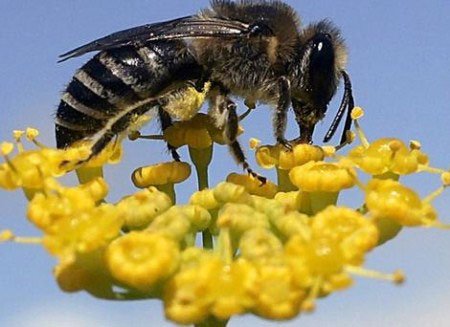 Dùng mật ong phát hiện độc tố trong không khí sân bay