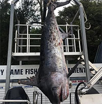 Dùng mồi câu 60kg, nhóm ngư dân câu được con cá khổng lồ nặng tới 436,2kg