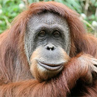 Đười ươi, khỉ đột có thể hành động theo lý trí tốt hơn con người