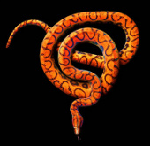 “Đường cong” chết người của những loài rắn kịch độc