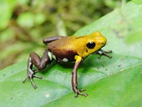Ecuador phát hiện 5 loài ếch mới ở rừng Amazon