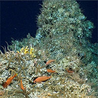Ecuador phát hiện rạn san hô hoàn toàn nguyên sơ hàng nghìn năm tuổi, chưa từng biết đến