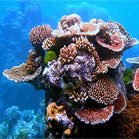 Florida Keys vô tình tìm ra cách tái tạo san hô nhanh gấp 40 lần môi trường tự nhiên
