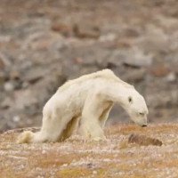 Gấu Bắc cực sắp chết đói gây tranh cãi trong giới chuyên gia