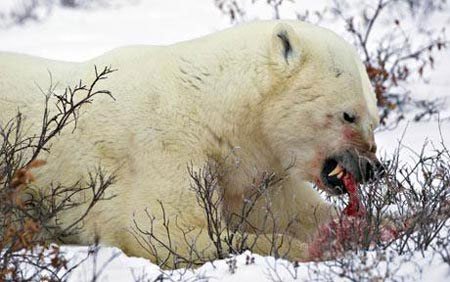 Gấu bắc cực và 5 điểm nguy hiểm