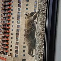 Gấu mèo liều mạng trèo dọc tòa nhà 23 tầng ở Mỹ