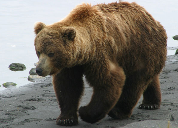 Gấu nâu tại Áo lần thứ hai bị tuyên bố tuyệt chủng