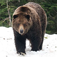 Gấu ở Nga mắc kẹt trong trạng thái 