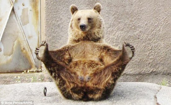 Gấu rèn luyện sức khỏe bằng…yoga