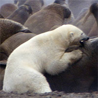 Gấu trắng Bắc Cực một mình đối đầu đàn hải mã