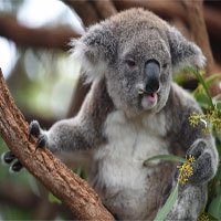 Gấu túi tại New South Wales có thể tuyệt chủng vào năm 2050