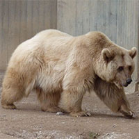Gấu xám trắng “cực hiếm” và cuộc tình ngang trái xuyên địa lý trong bối cảnh biến đổi khí hậu toàn cầu