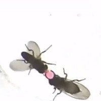 Gene khiến ruồi đực nôn 
