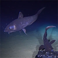 Ghi hình được loài cá xương lớn nhất dưới độ sâu hơn 2.000m