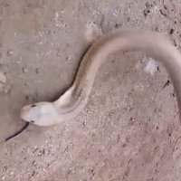 Giải cứu rắn hổ mang bị rắn giun mù chui vào mũi