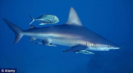 Giải mã bí ẩn về khứu giác 'siêu' nhạy của cá mập
