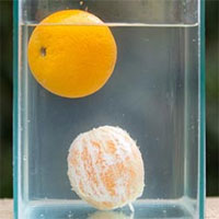Giải thích thí nghiệm vì sao quả cam không chìm trong nước