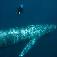 Giao phối khác loài khiến cá voi xanh xuất hiện DNA 