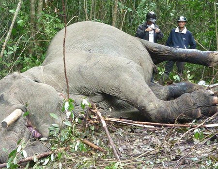 Giới khoa học kêu gọi bảo tồn voi Việt Nam