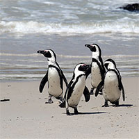 Giới khoa học ngỡ ngàng vì chim cánh cụt biết 