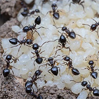 Giới khoa học sửng sốt khi phát hiện ra loài kiến cũng có khả năng sản xuất 
