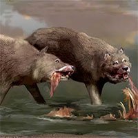 Giới nghiên cứu đã nhầm, Dire Wolves hoàn toàn không phải là sói