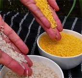 Giống gạo mới bổ sung dinh dưỡng cho trẻ em nghèo