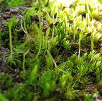 Giống rêu sống sót từ thời khủng long đứng trước nguy cơ tuyệt chủng vì biến đổi khí hậu