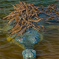 Góc đáng yêu: Hình ảnh cá sấu bố cõng 100 cá sấu con trên lưng