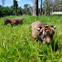 Hai cặp hổ con Bengal ra đời tại Vinpearl Safari Phú Quốc