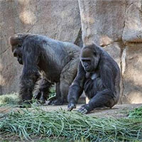 Hai con khỉ đột đầu tiên lây nhiễm nCoV từ người