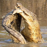 Hãi hùng cảnh cá sấu nuốt chửng toàn bộ cơ thể đồng loại dài 1,8 m mà không cần xe nhỏ!