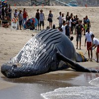 Hãi hùng cảnh xử lý xác cá voi lưng gù khổng lồ