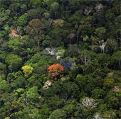Hạn hán, cháy rừng biến Amazon thành nguồn phát thải carbon