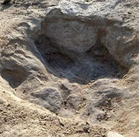 Hạn hán đã giúp cho các nhà khoa học phát hiện ra dấu vết khủng long từ 113 triệu năm trước!