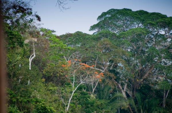 Hạn hán đe dọa bồn chứa cácbon Amazon