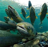 Hạn hán nặng, Mỹ chở 30 triệu con cá hồi ra biển