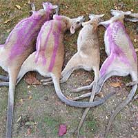 Hàng chục con chuột túi chết bí ẩn ở Australia