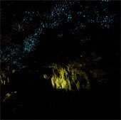 Hang động ấu trùng phát sáng kỳ ảo ở New Zealand