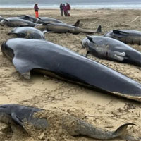 Hàng loạt cá voi hoa tiêu chết ngổn ngang trên bãi biển Scotland